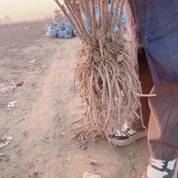 当前无花栽培后可以开花花王