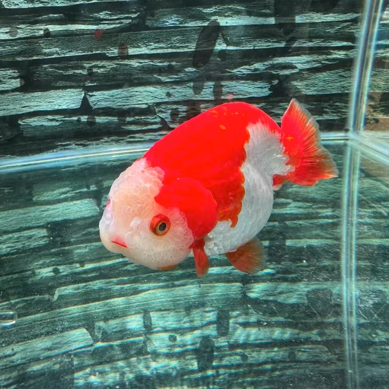店铺拍下默认不发货，兰寿 奶牛 齐腮红 熊猫 麒麟 水墨 金虎 红虎