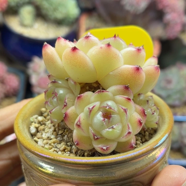 菠萝蜜麦秆群5940