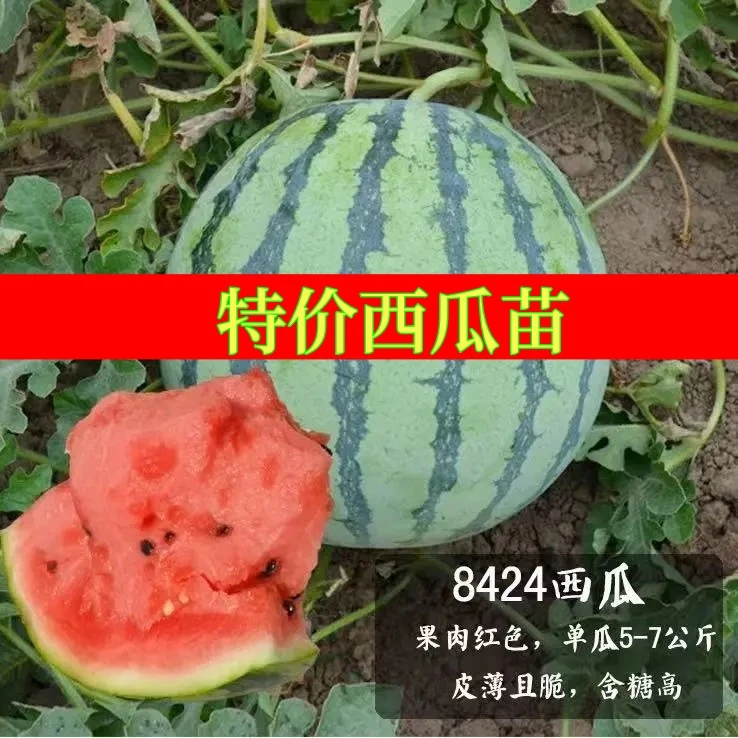 8424西瓜苗，，，，，