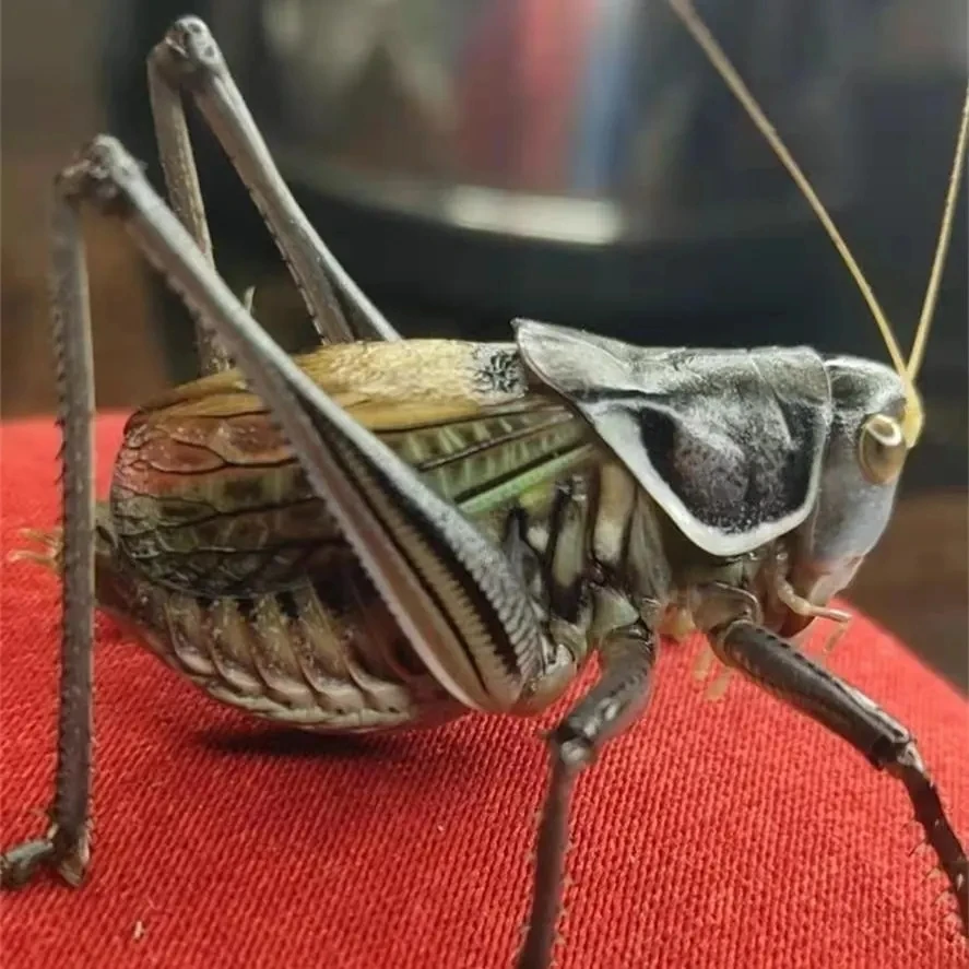 鸣虫蝈蝈，地板足，寿命长，收货12小时内开箱视频，过后不售后