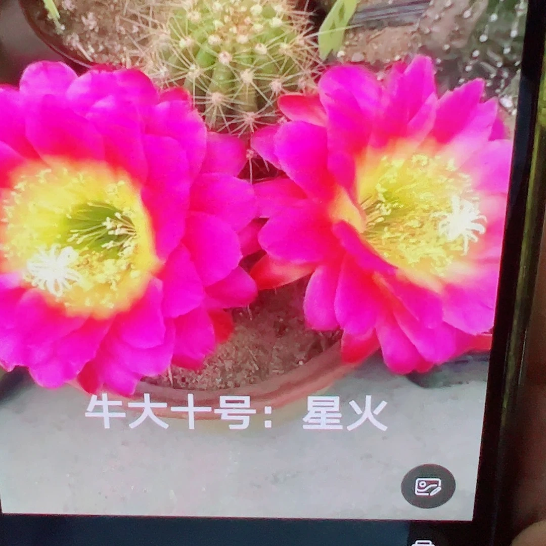毛花柱 星火  侧芽 满 20包邮