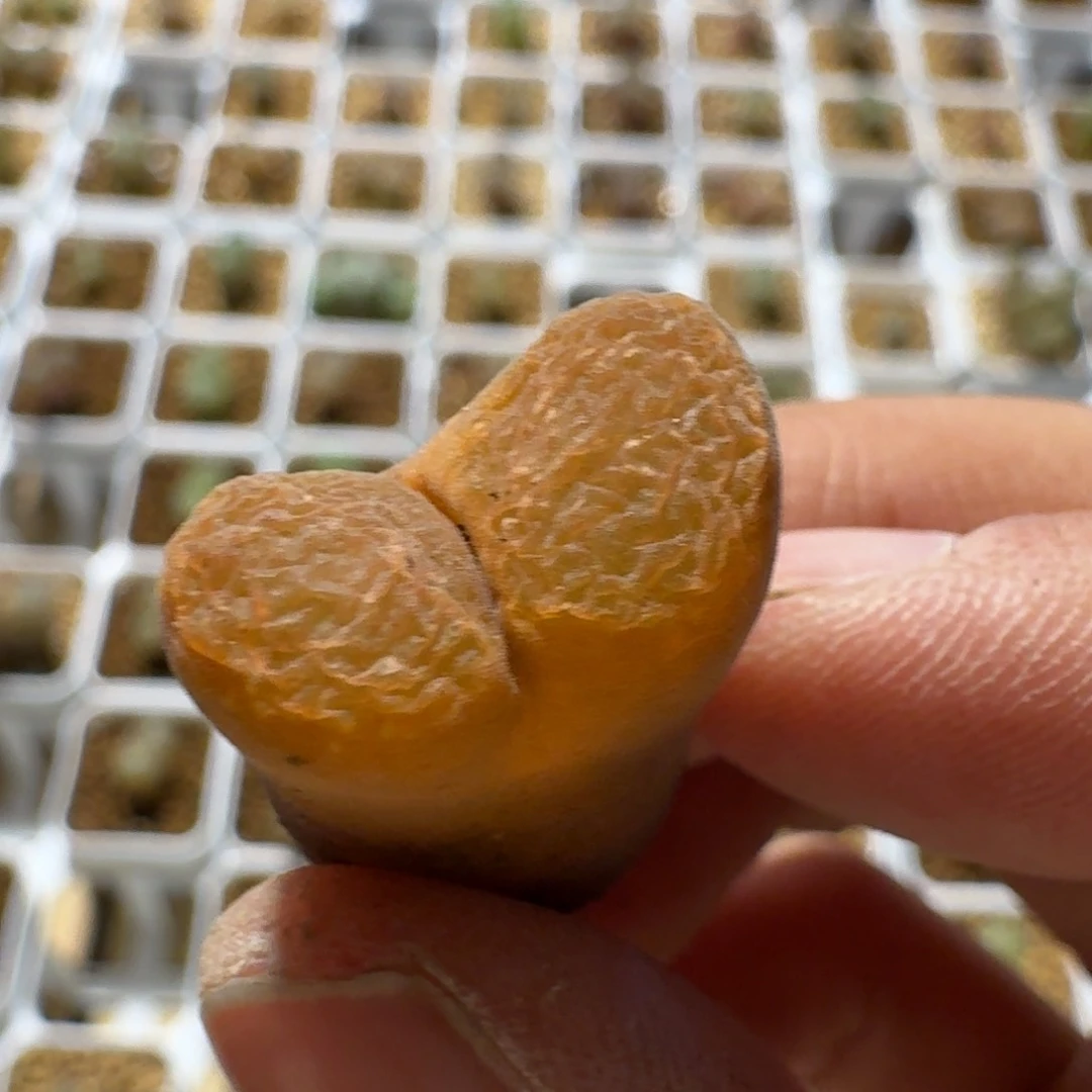 珍*多肉.............