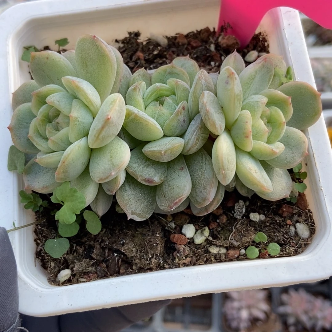 86白恋多肉植物多肉