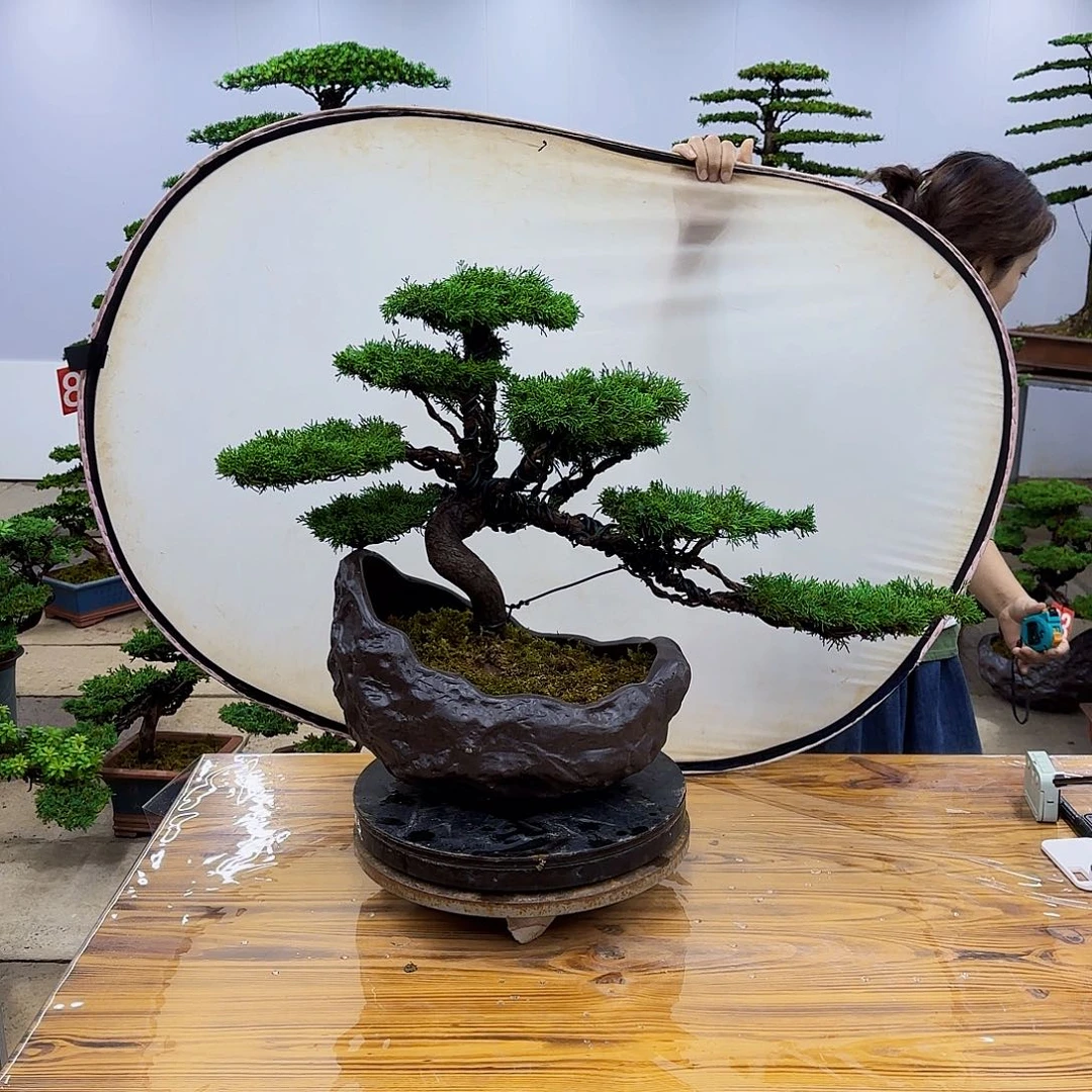 无花朵盆景直播间一物一拍