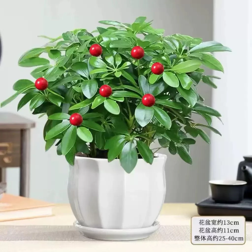 鸭脚木盆栽瓷盆栽好清新空气除甲醛招财绿植一盆小时达绿植