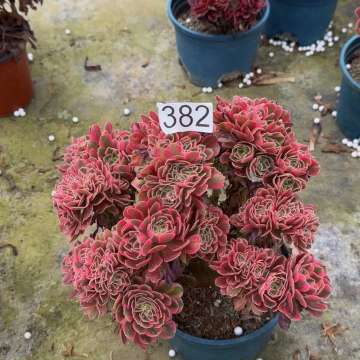 米*0000000000382女巫缀