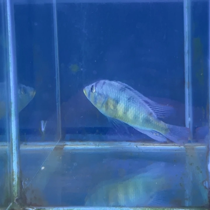 玩***厂海水鱼153号11111111