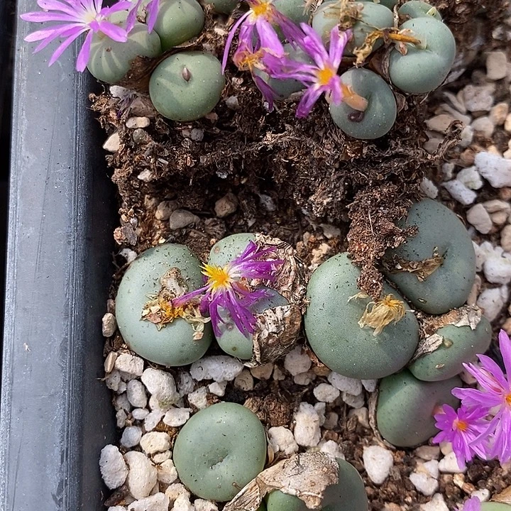 四头大型紫花饼一颗