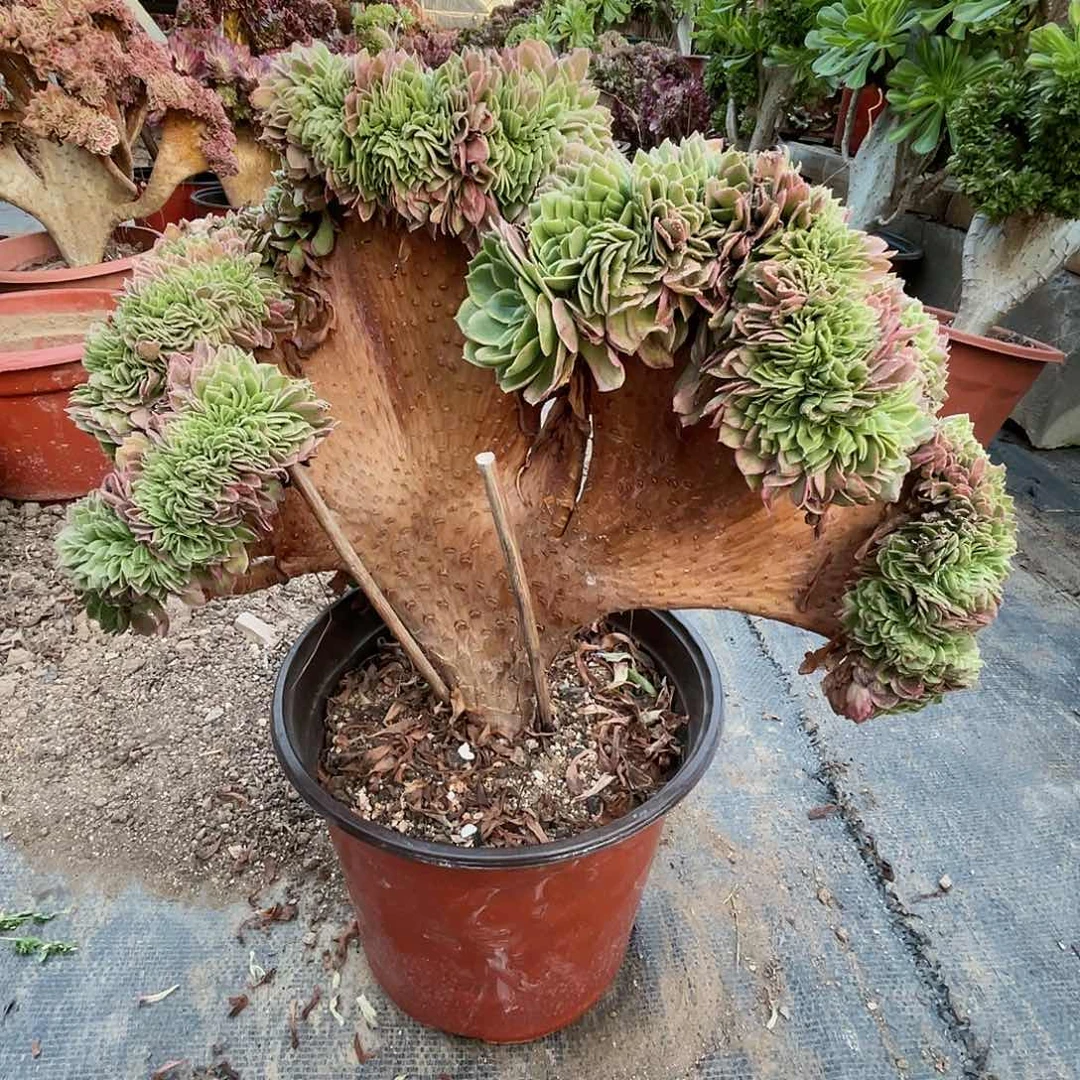 【闪购商品】无花朵海王