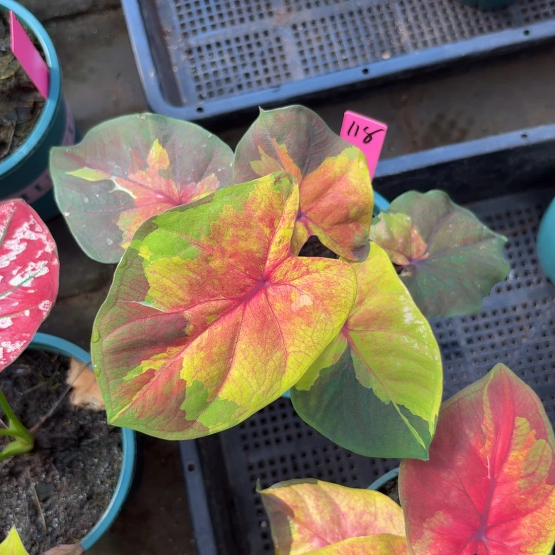 紫***竹落日天空小苗泰国彩叶芋118-0929