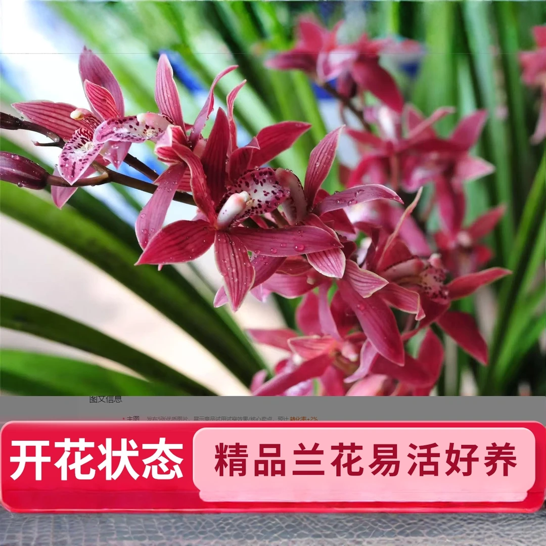 【基地清仓】墨兰企黑兰花室内外好养易活四季开花浓香型大花盆栽