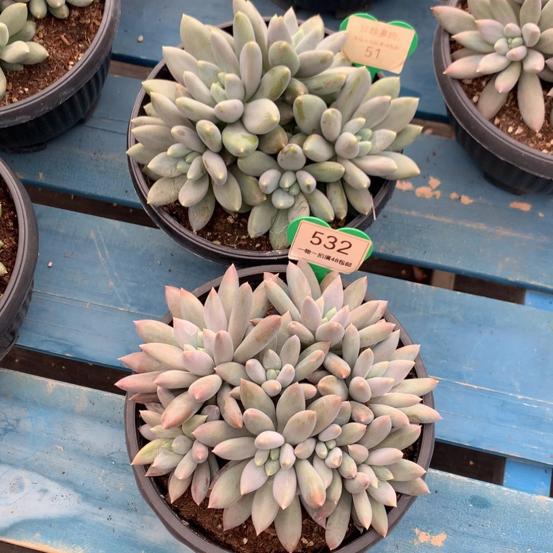 花***子哥特萝莉2颗51-532