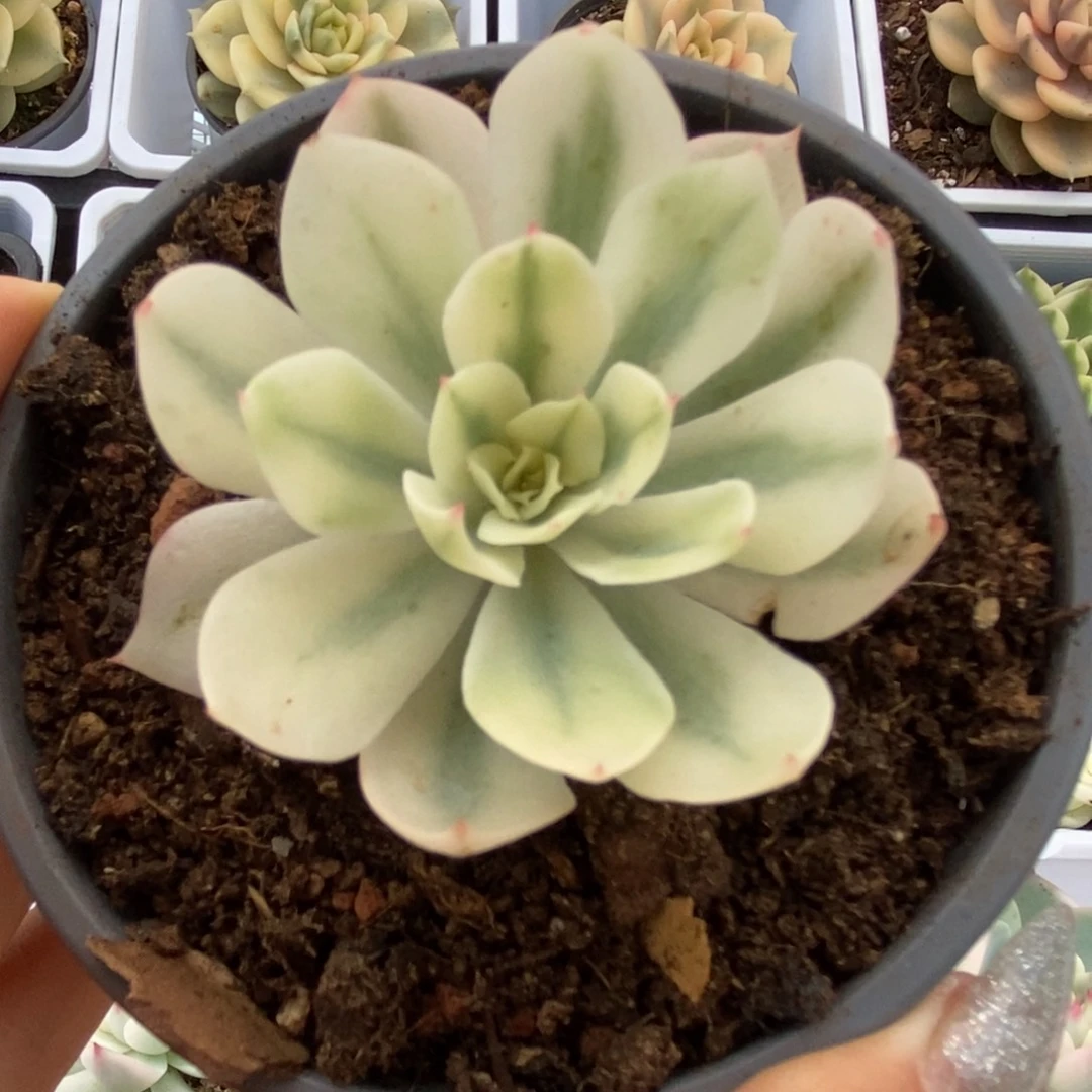 025海啸锦锦锦锦锦锦锦