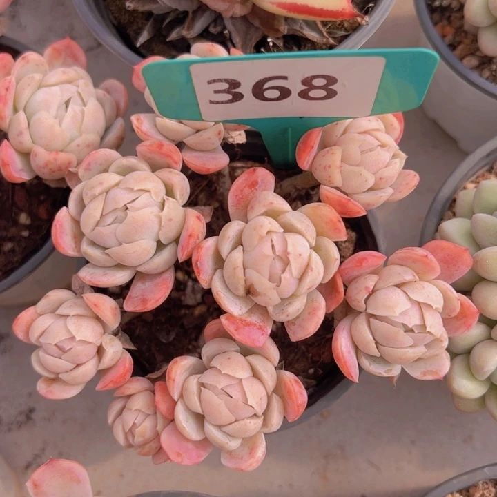 健健康康平平安安