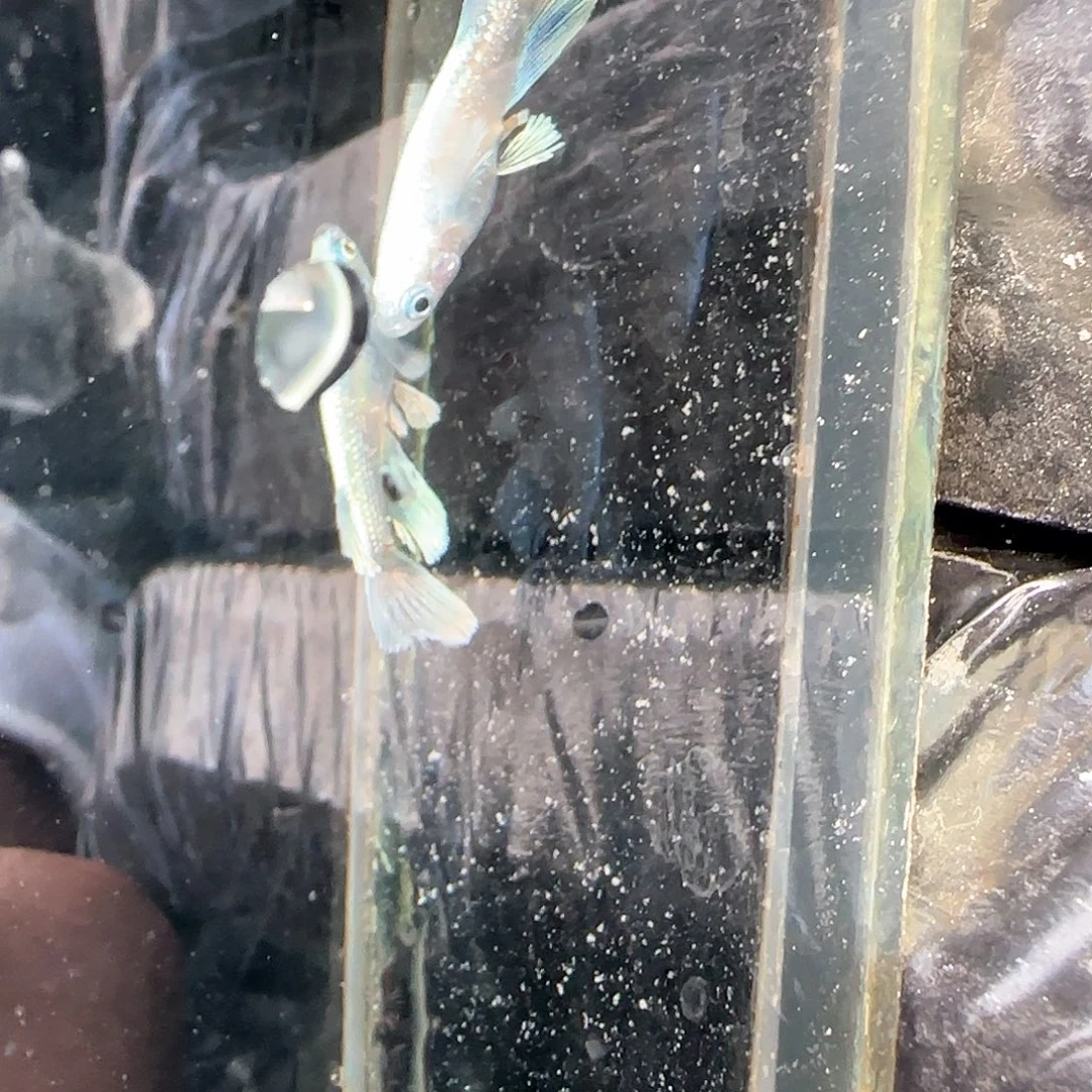 青鳉鱼极上文瑶一对公鱼半光体