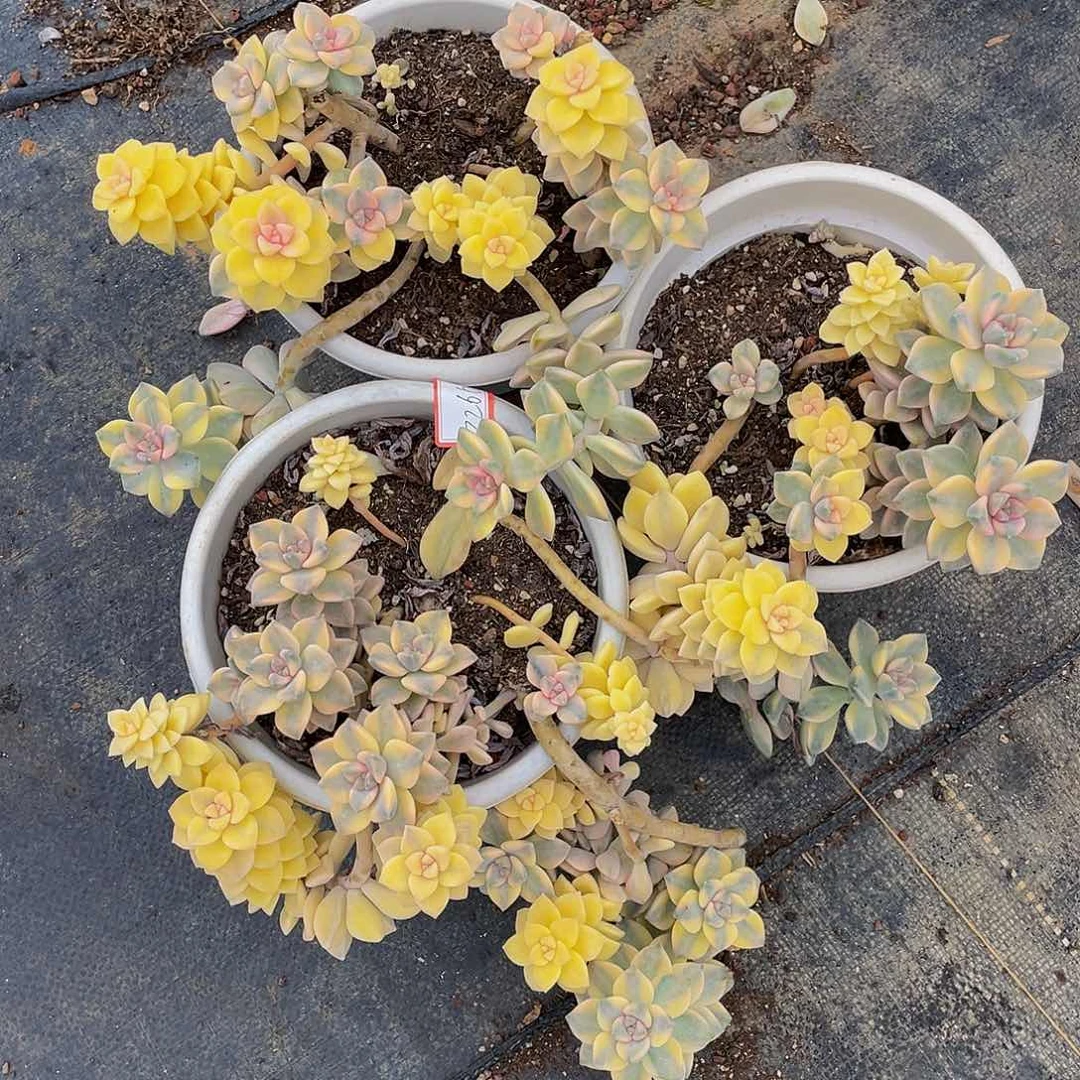 美杏锦多肉植物群3颗3266