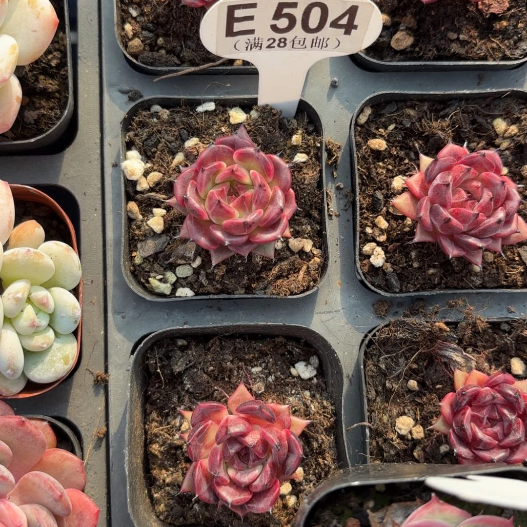 杜****E504紫色妖姬一物语拍