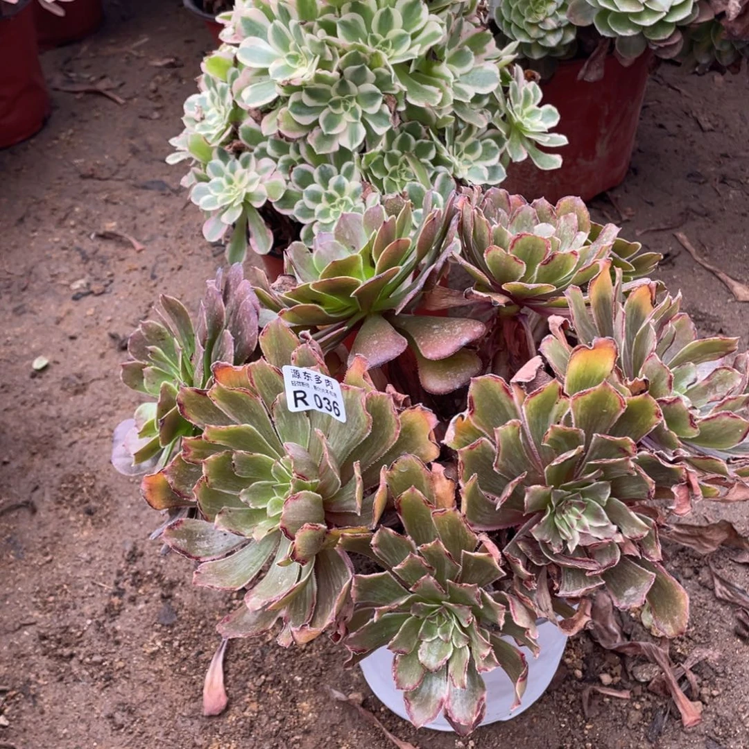 036水墨多肉法师断枝不包