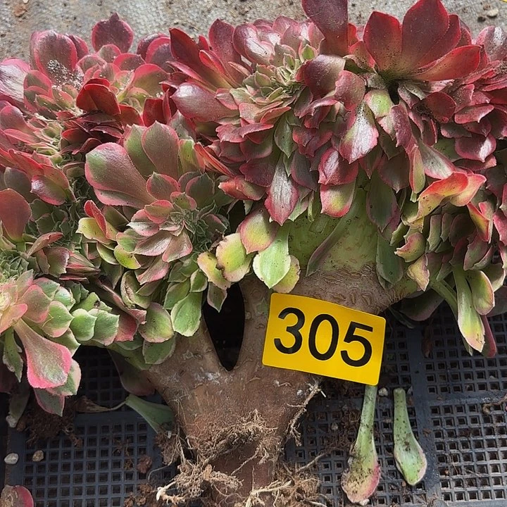 多肉植物福利来305