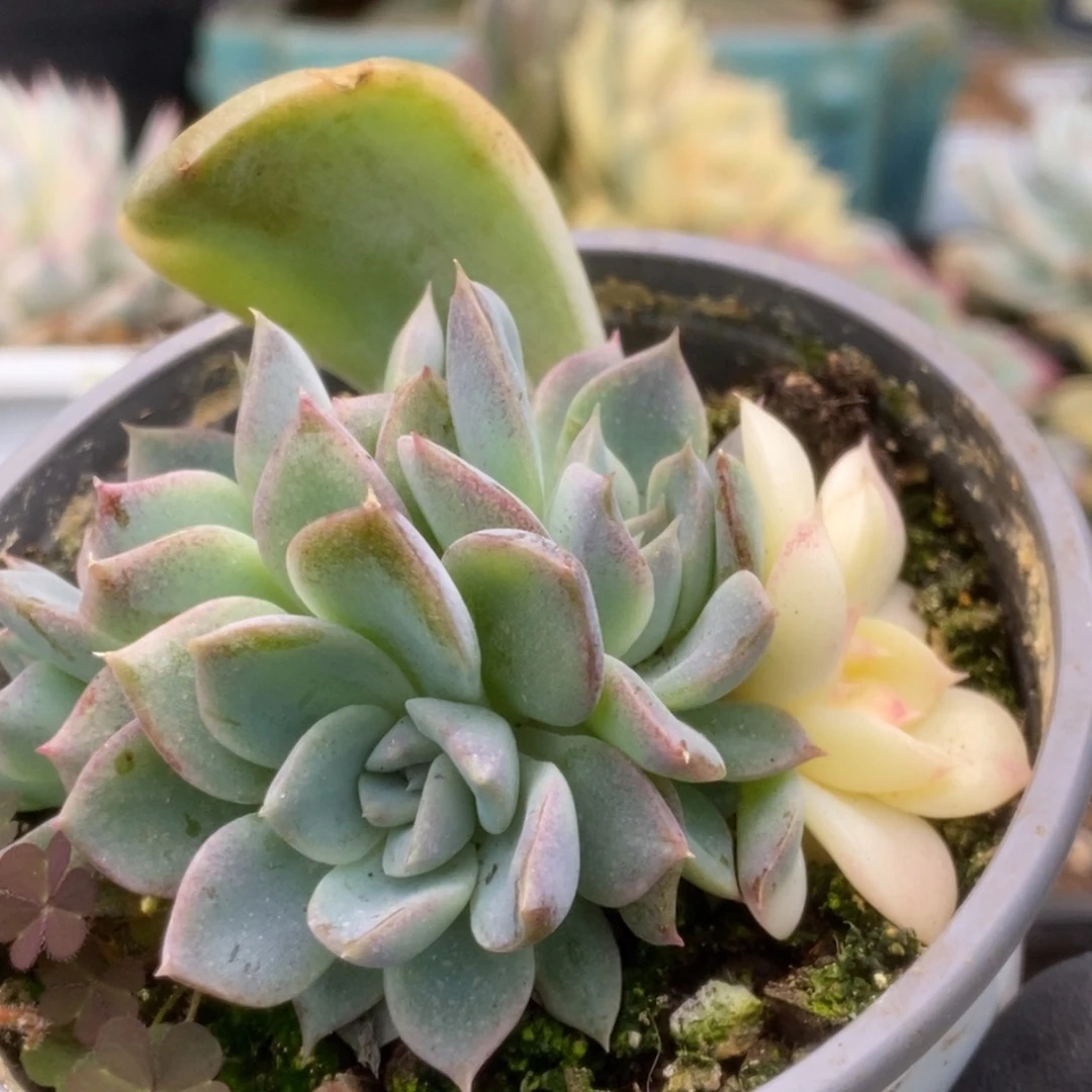 209紫禁城锦锦锦锦锦锦