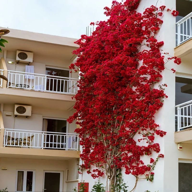 高飘【三角梅】一物一拍，高高攀扇状垂飘多造型