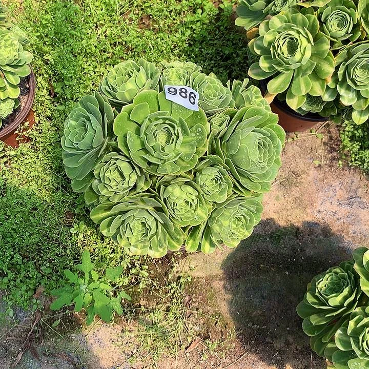 陌**开多肉翡翠琉璃带土球986