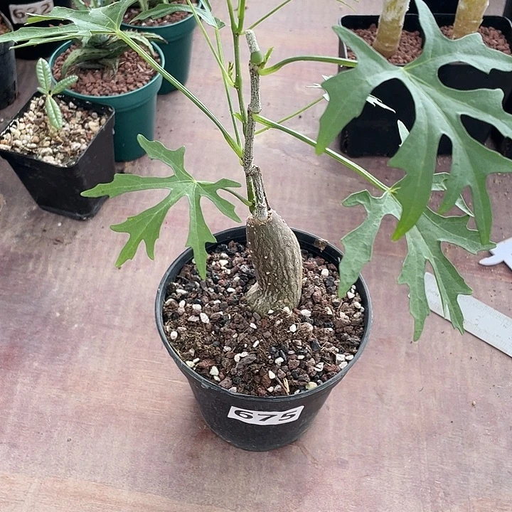 675枫叶苦瓜块根植物
