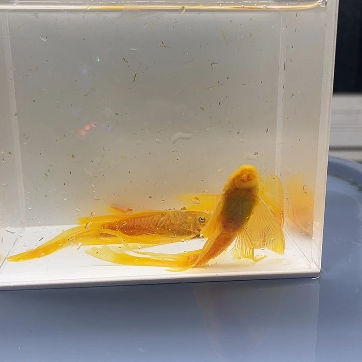 清道夫鱼大帆一公俩母