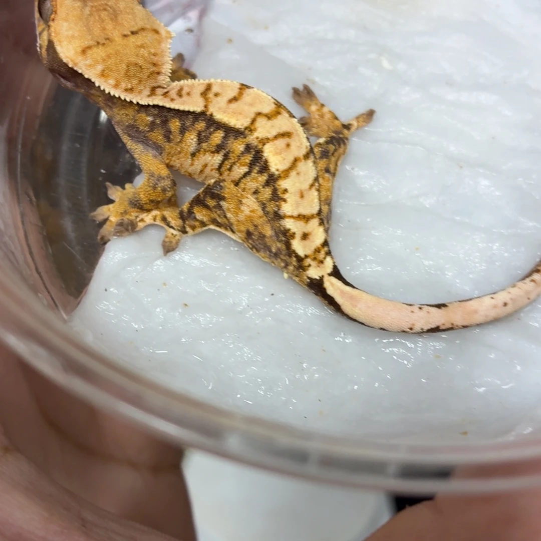 睫角守宫睫角守宫可爱入门