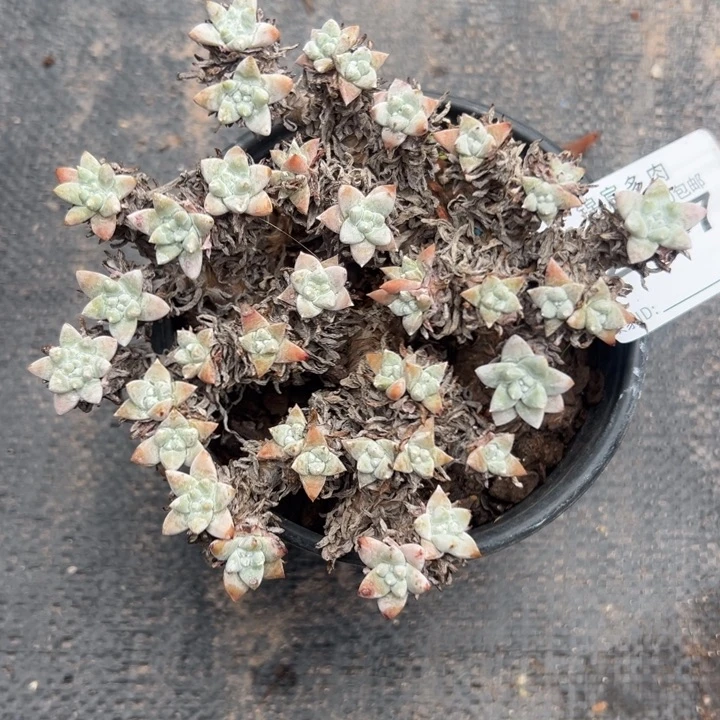 37头格诺玛白菊～一头一桩2377