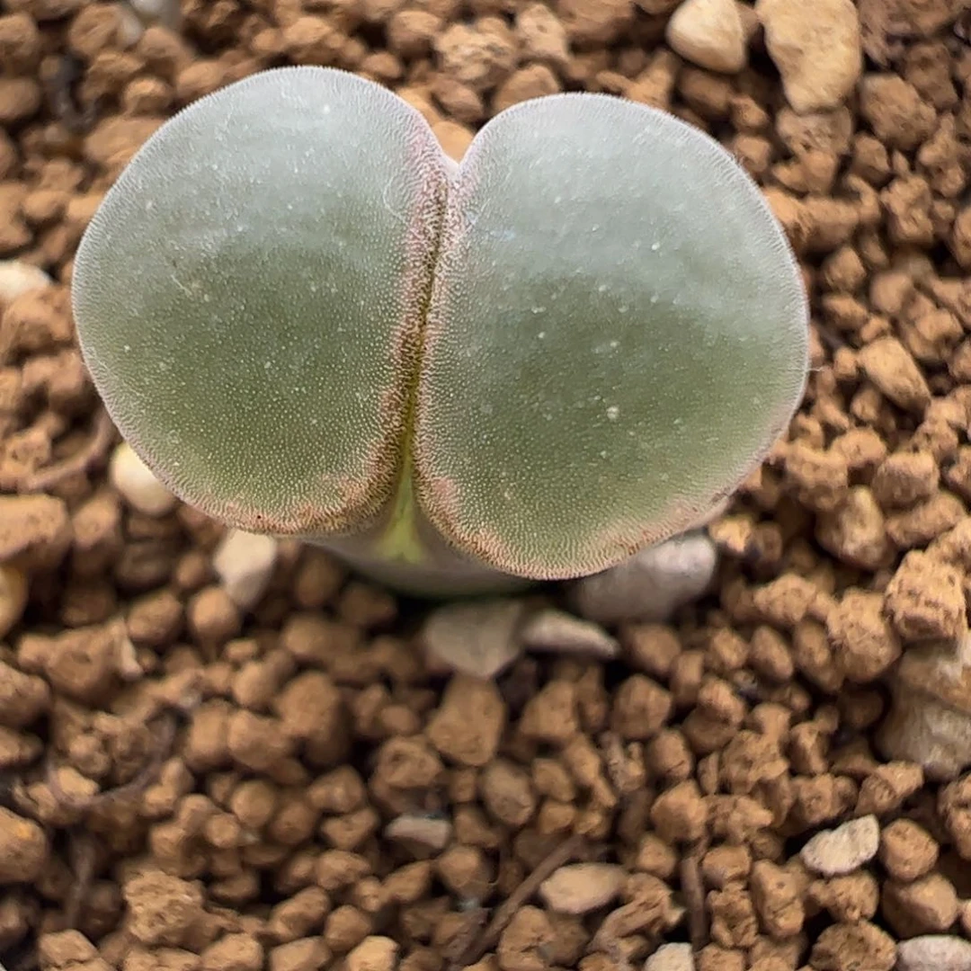 575 好看的多肉冲冲冲