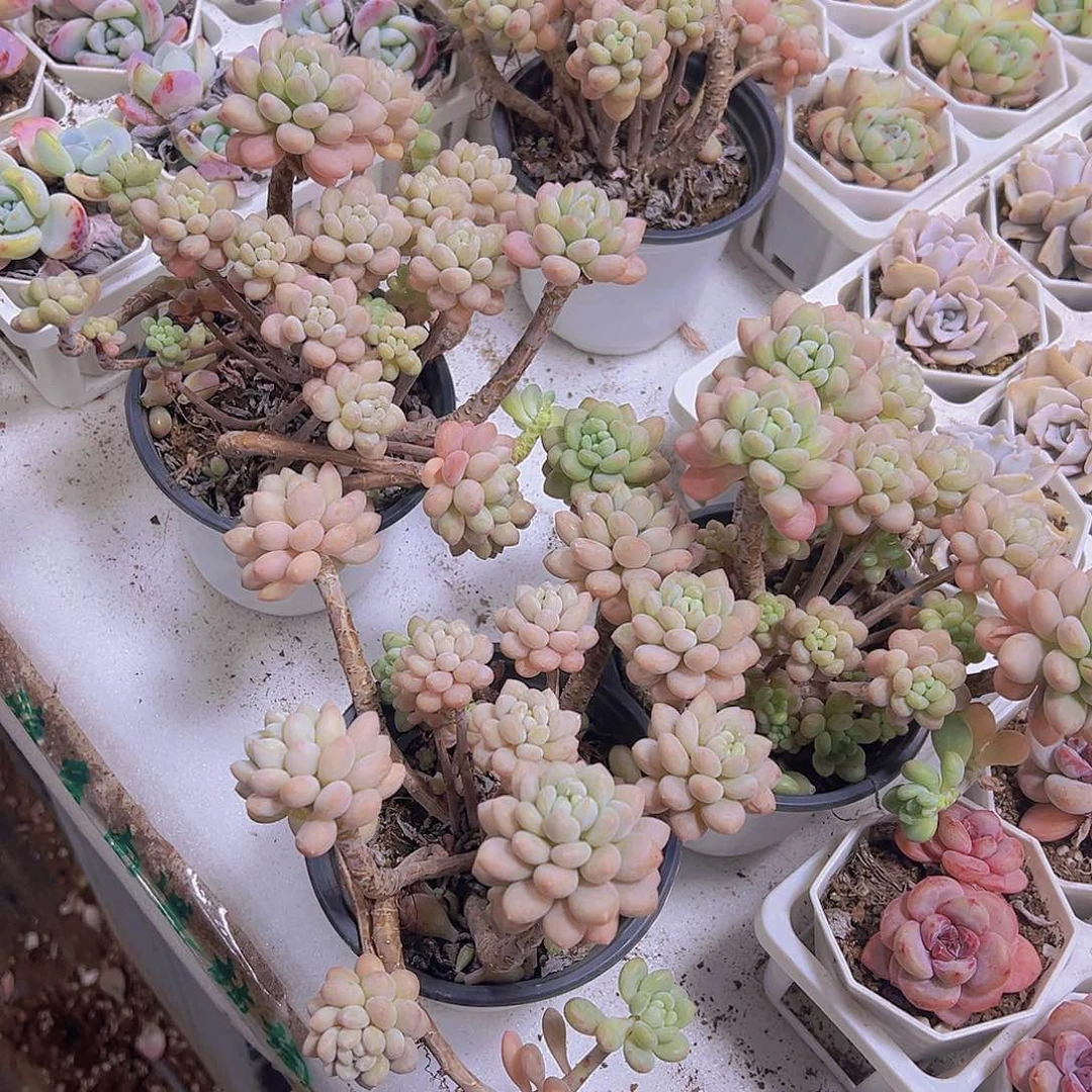 大老桩鱼子酱泡末球发货