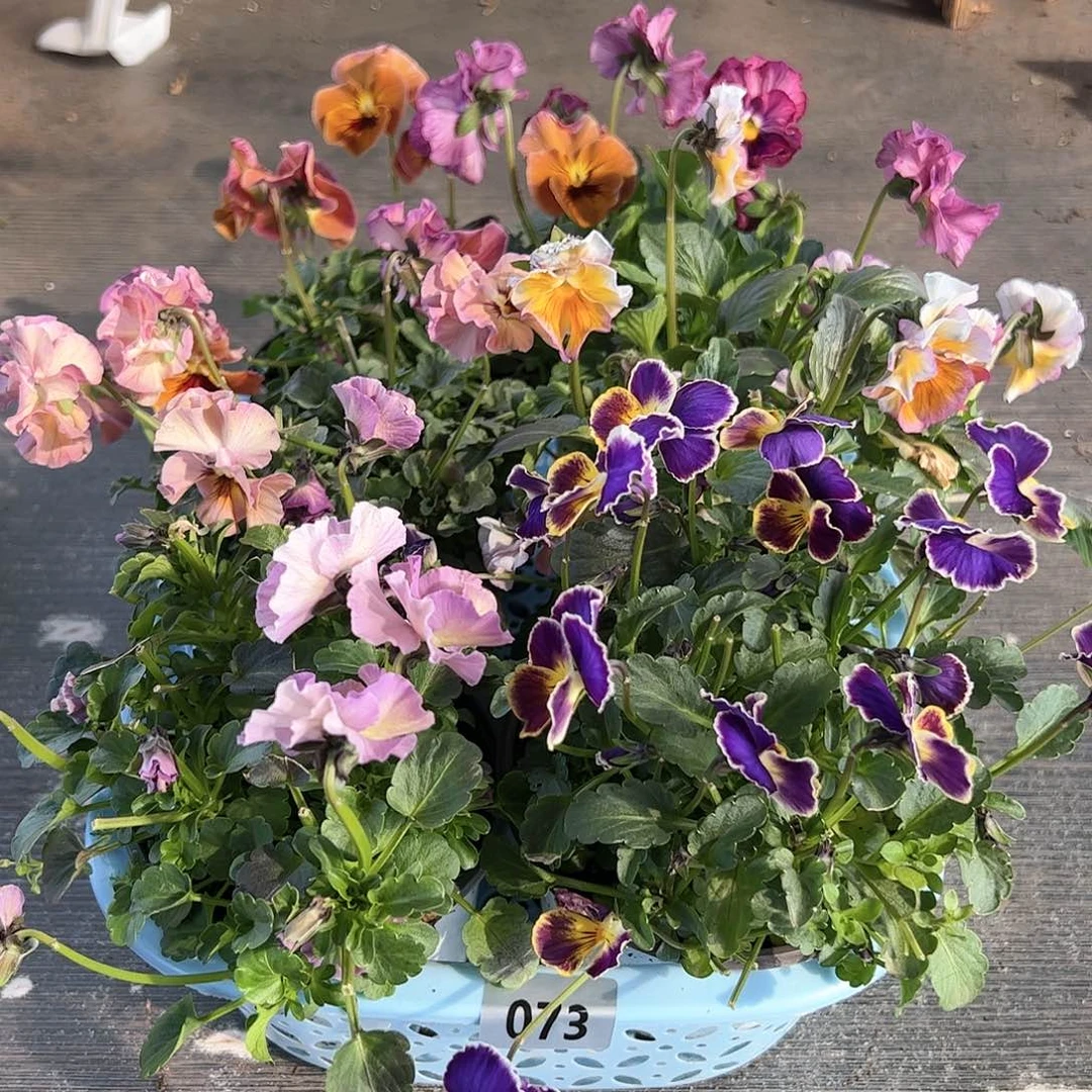 【闪购商品】073号