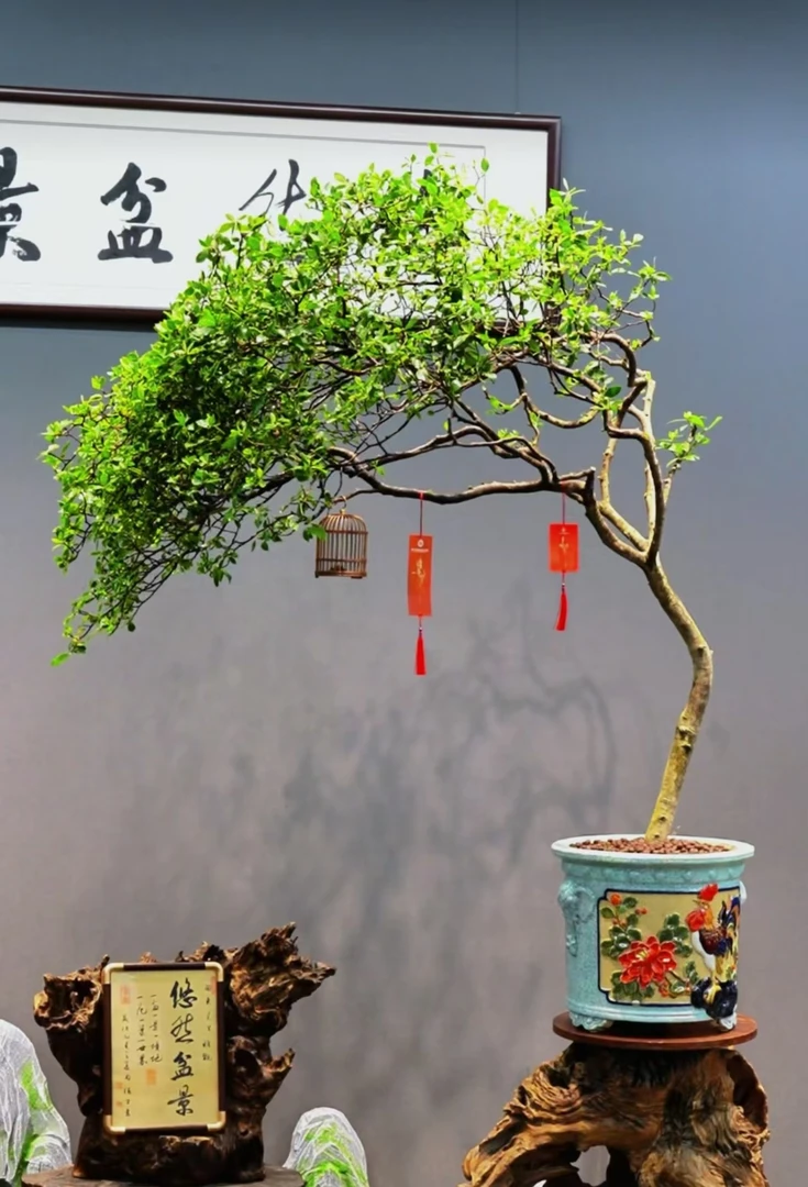 海岛栀子花盆景造型飘逸自带禅意 适合茶室办公室居家摆放盆景