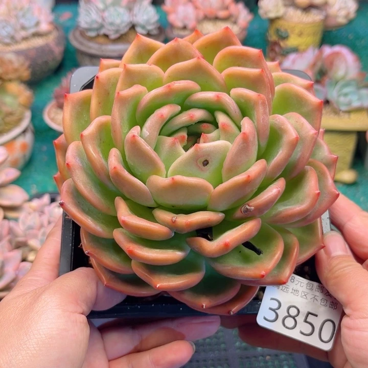 姜***姐大3850；bvbvvbbbbb