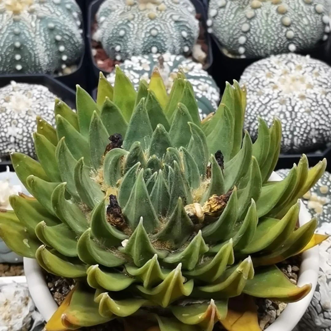实生笼草一物一拍