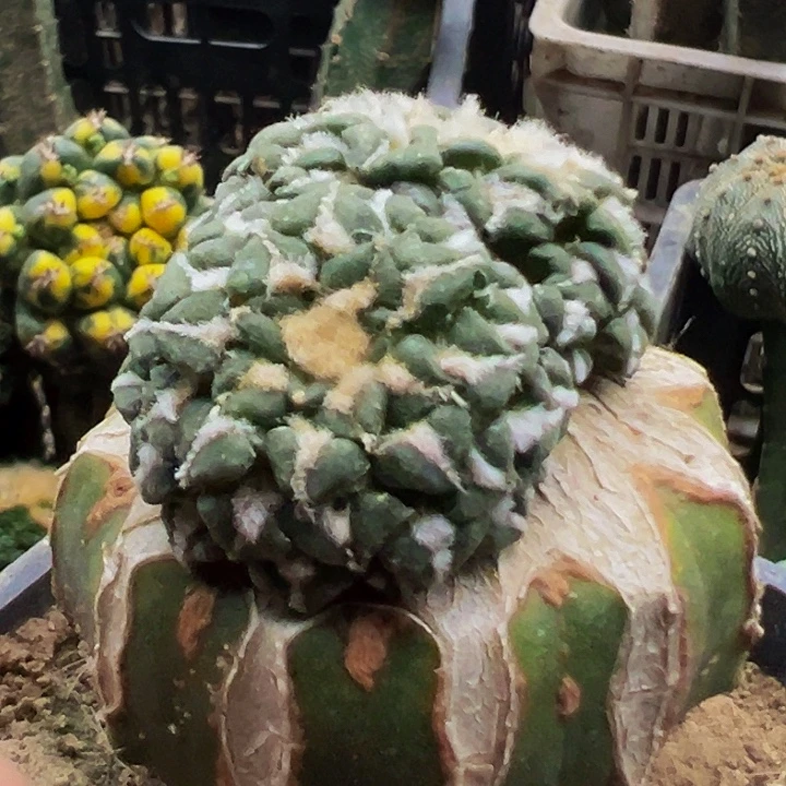 无花朵密尤双头馒头姬牡丹811