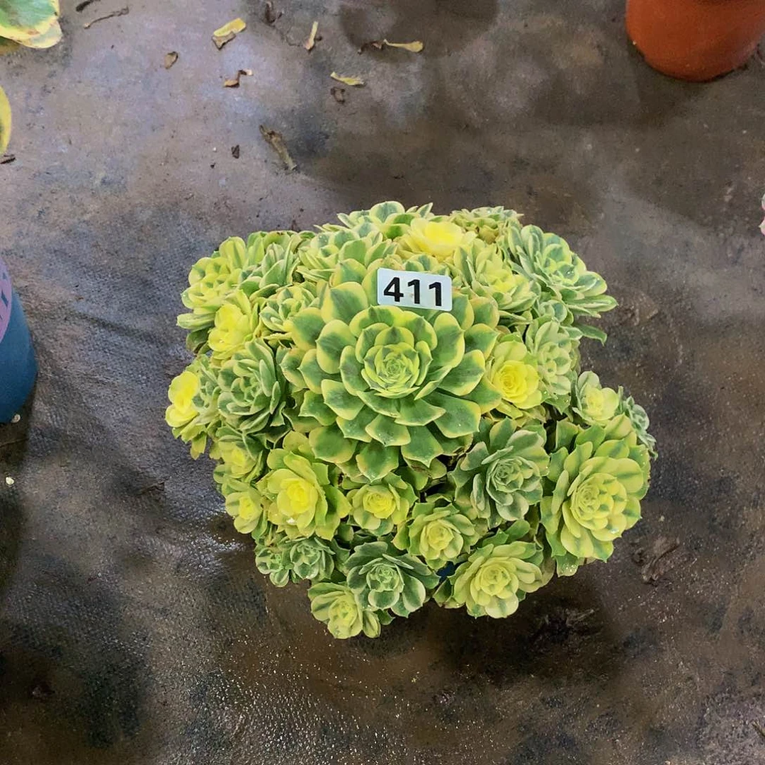 小***方411花8888888888绿豆沙