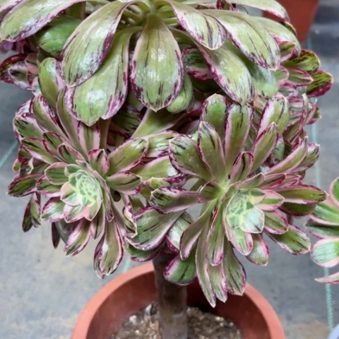 多肉植物微锦锦。