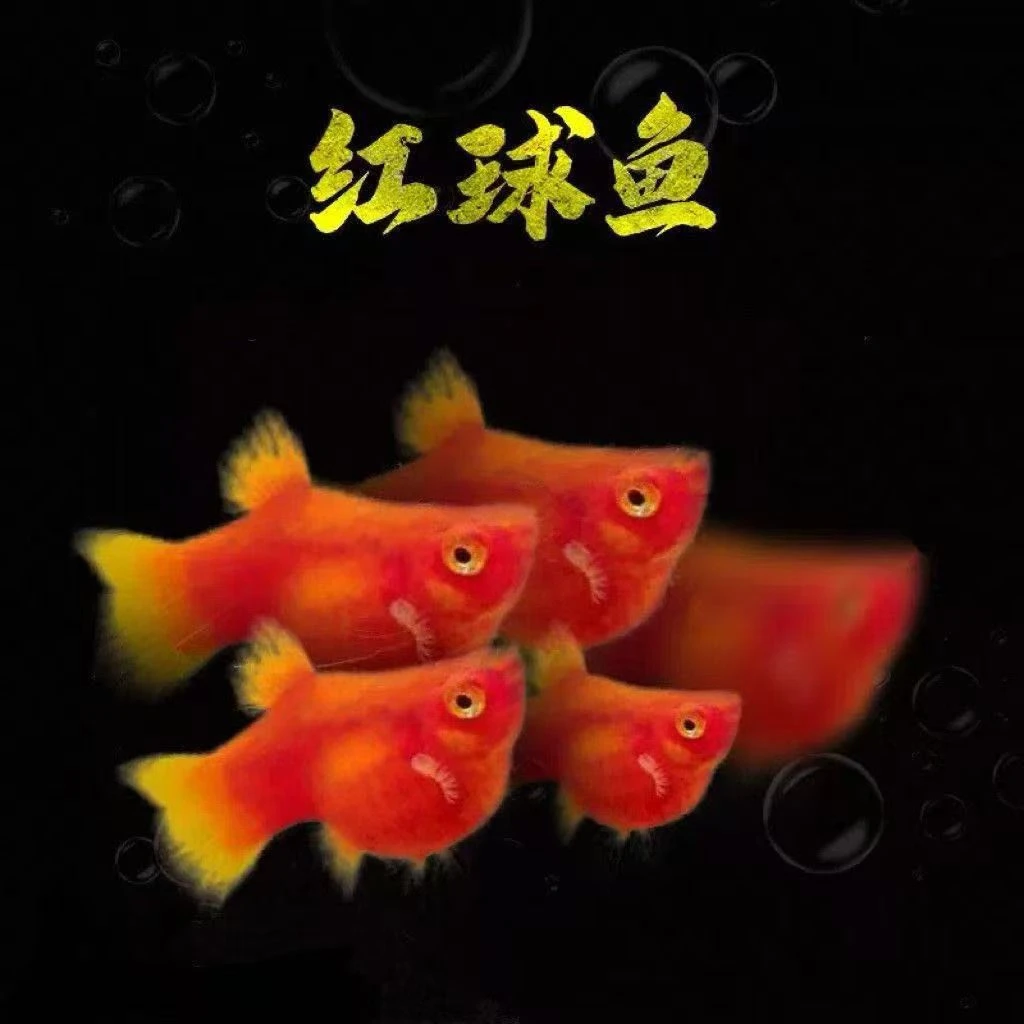红皮球鱼红太阳小型热带观赏鱼胎生易繁殖好养直接生小鱼新手鱼