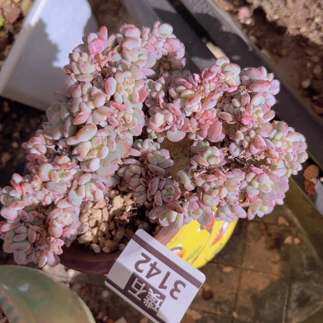 玛瑙朵朵缀3142多肉植物