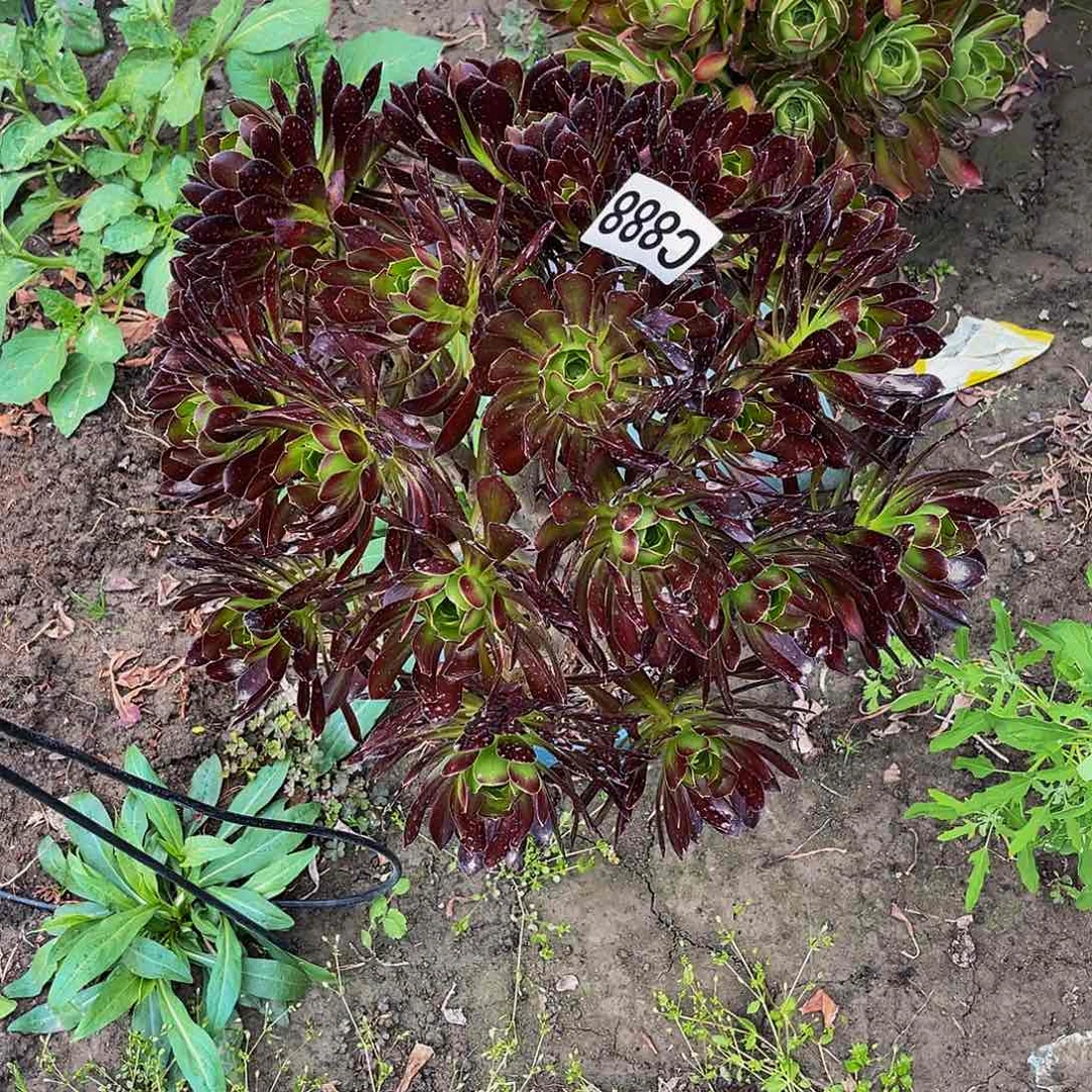 黑法师13//21包邮法师