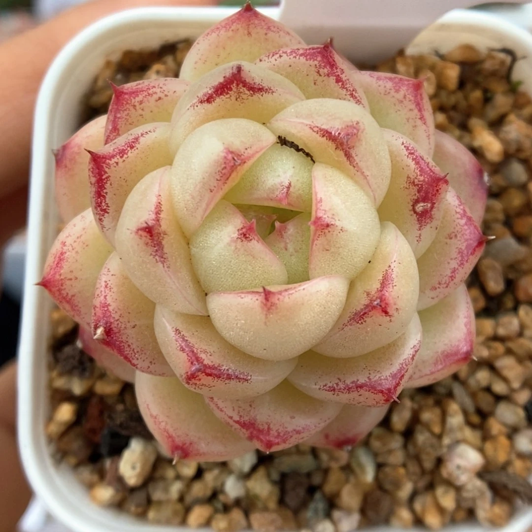 珍妮麦秆可拍4896号