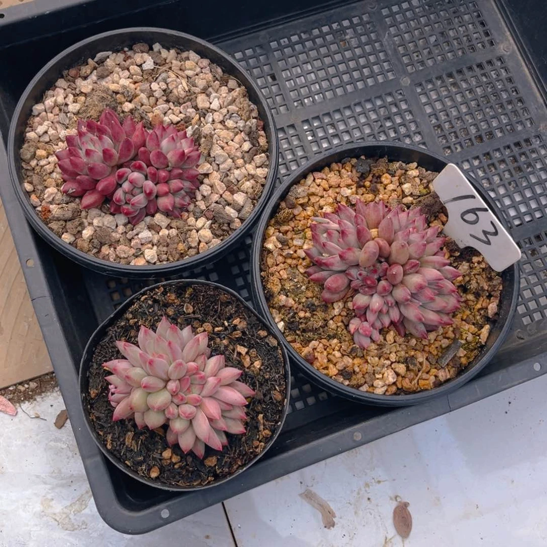 j**o163fghjjjjjjjjjjj