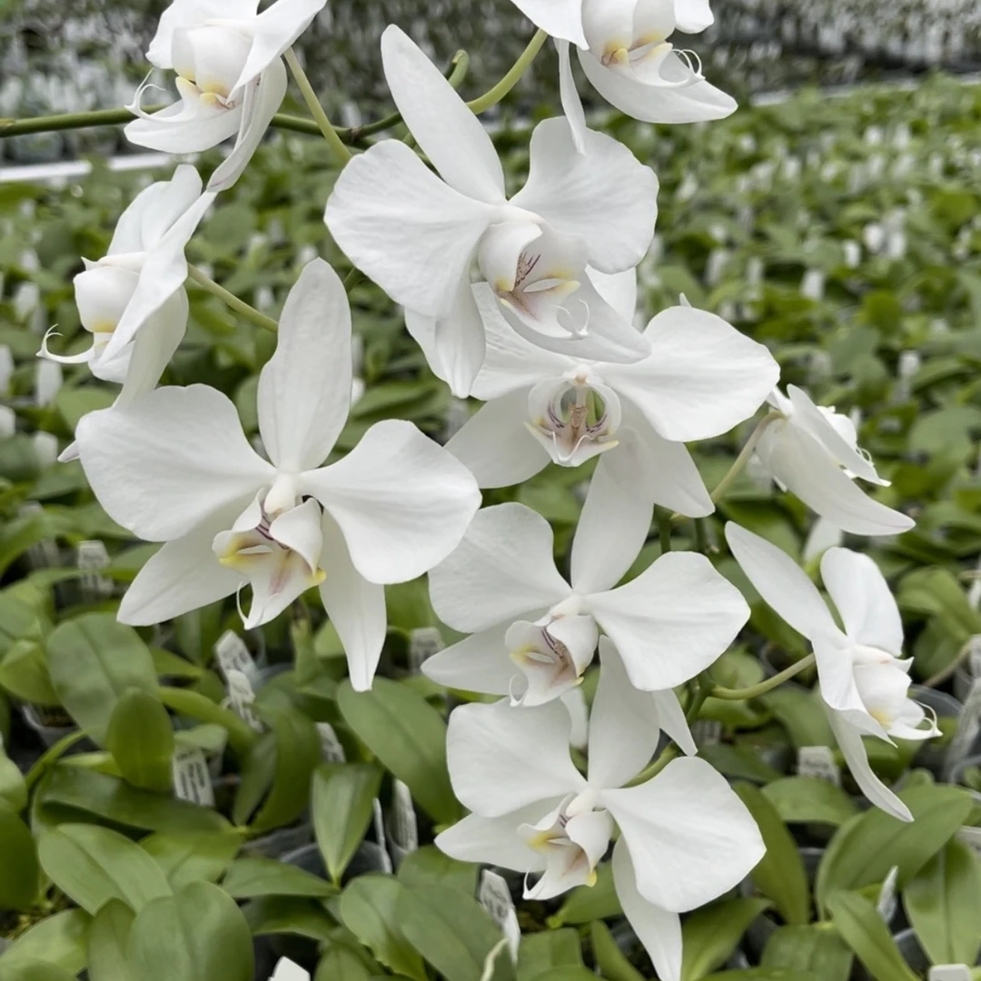 花农杰哥原生种珍奇类蝴蝶兰直播用链接 JG2343 菲律宾阿婆