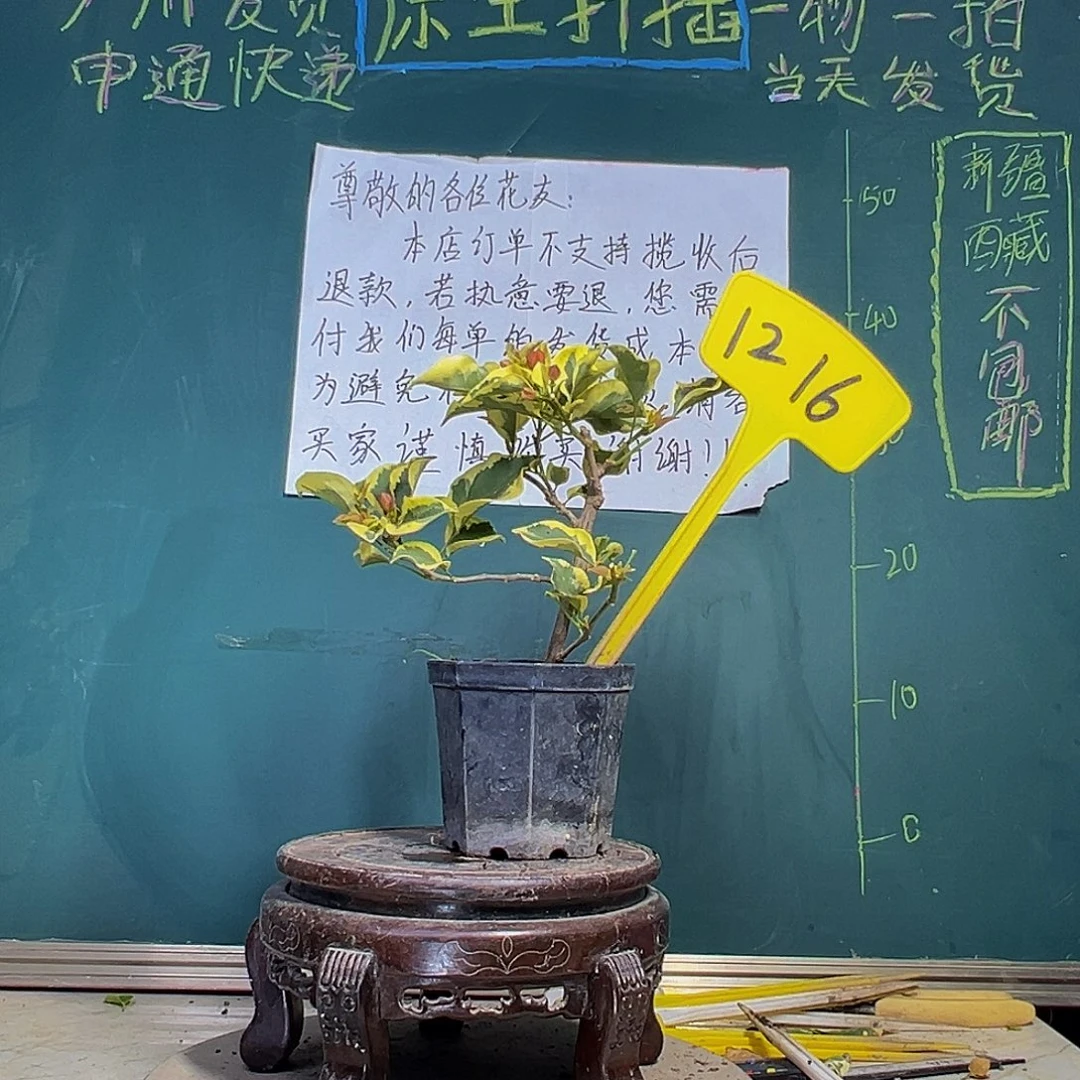 当前无花栽培后可以开花橙冰 大宝1216
