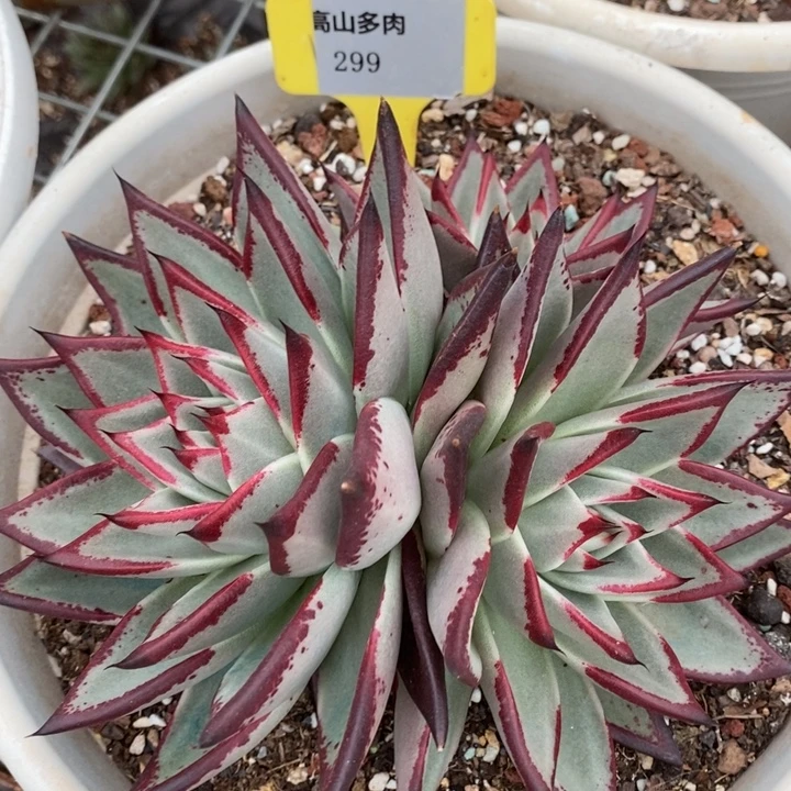 D299- 直播福利 乌木
