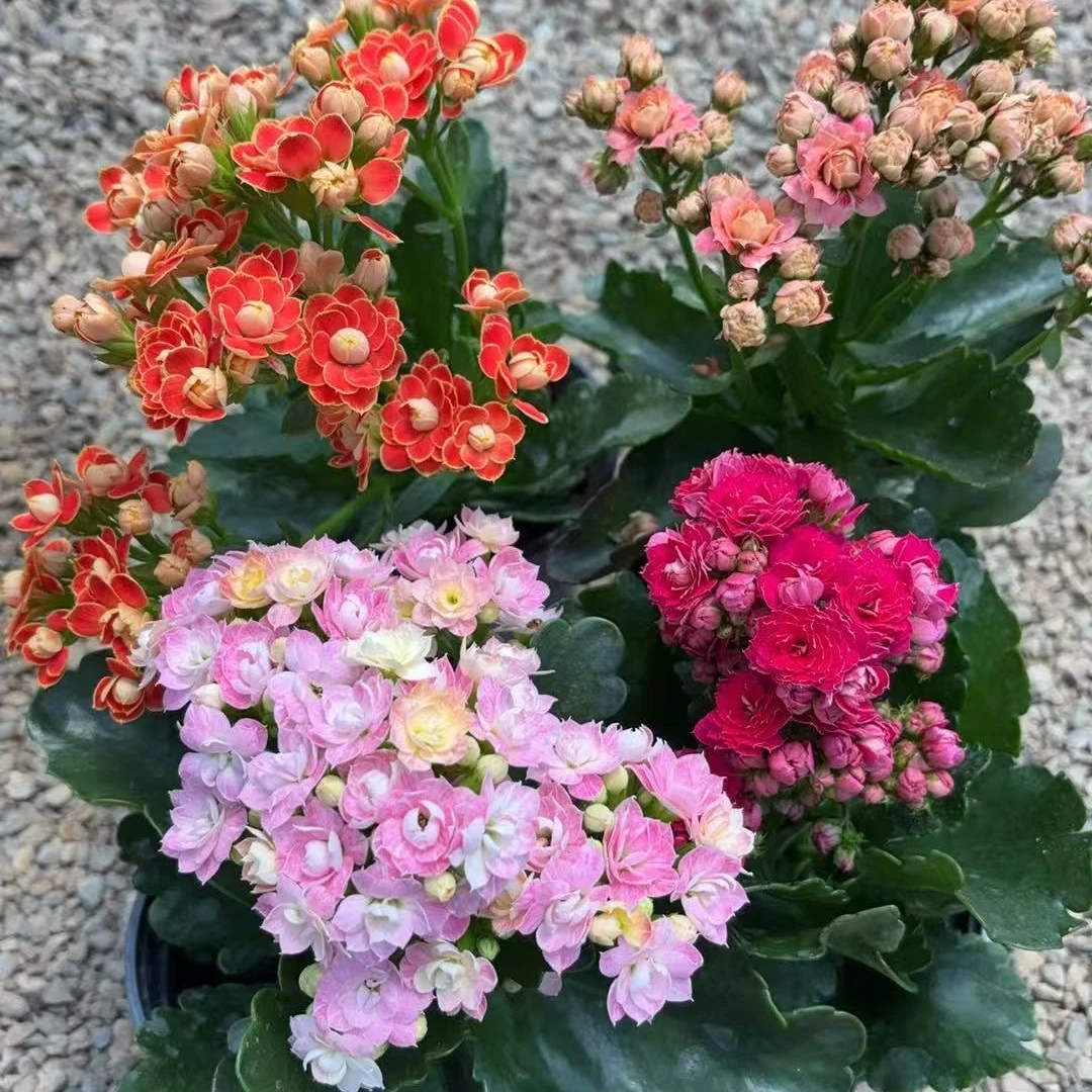 清棚处理4号链接，4个不同颜色，赠送1个花后苗，10厘米盆径