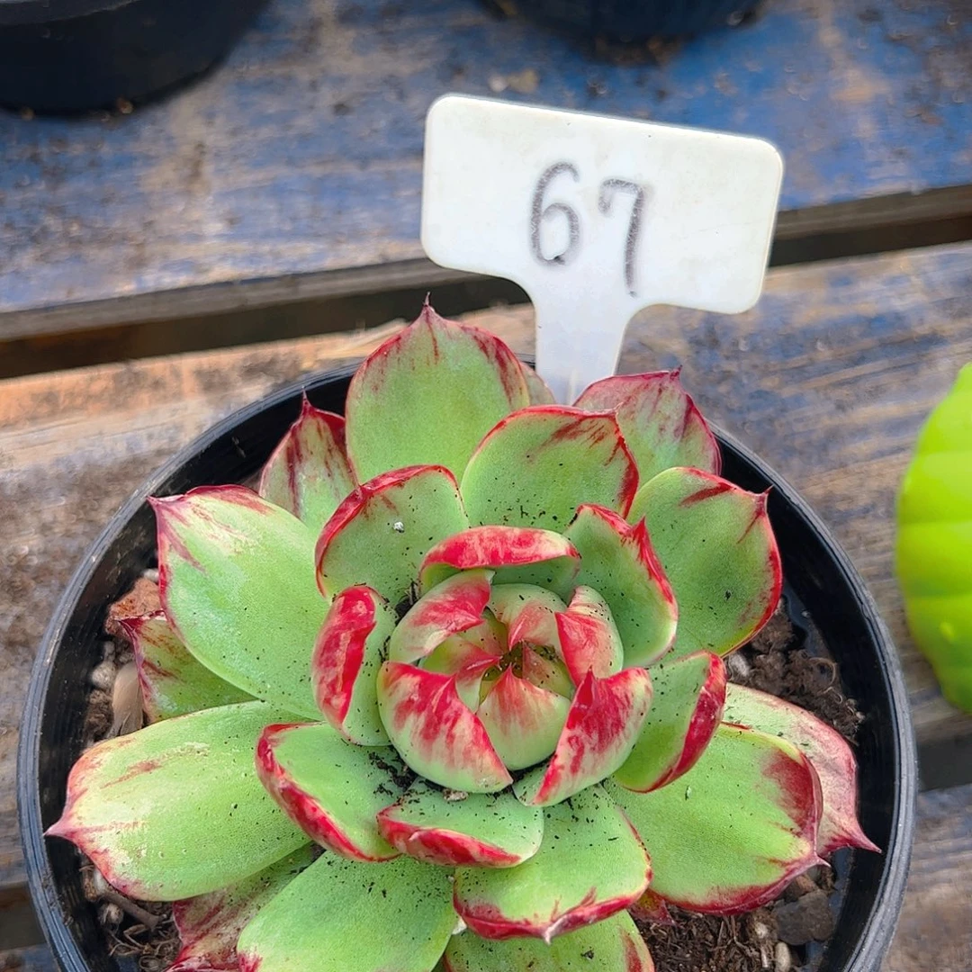 惊鸿仙子一物一拍67号